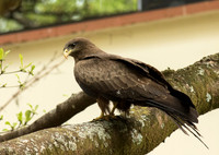 Black Kite
