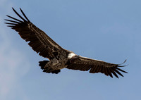 Rupell's Vulture