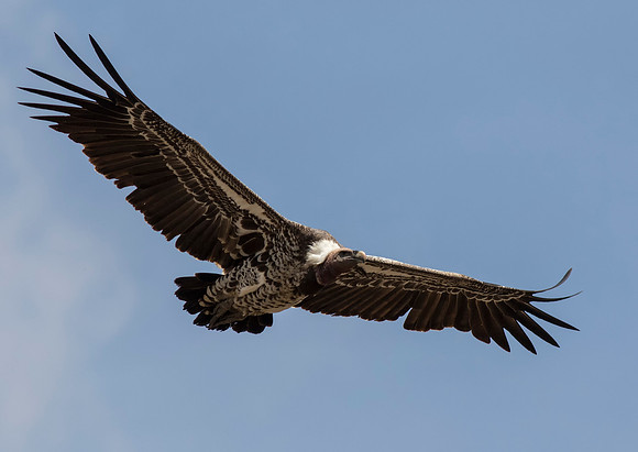 Rupell's Vulture