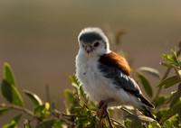 Pygmy Falcon