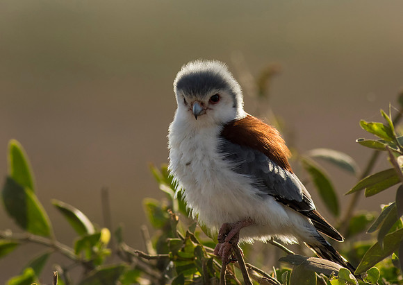 Pygmy Falcon