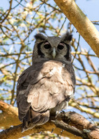 Verreaux's Eagle-Owl