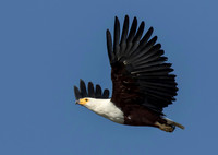 African Fish Eagle