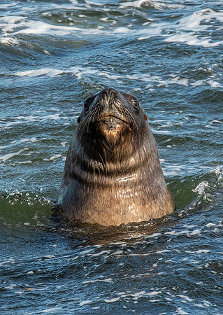Southern Sea Lion