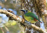 Emerald Toucanet