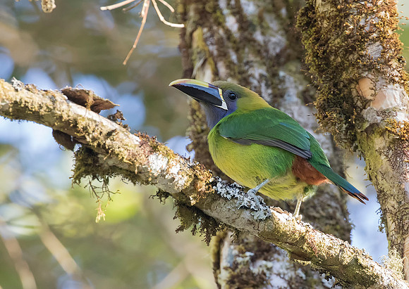 Emerald Toucanet