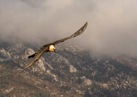 Bearded Vulture in Flight