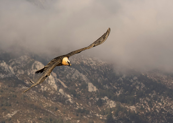Bearded Vulture in Flight