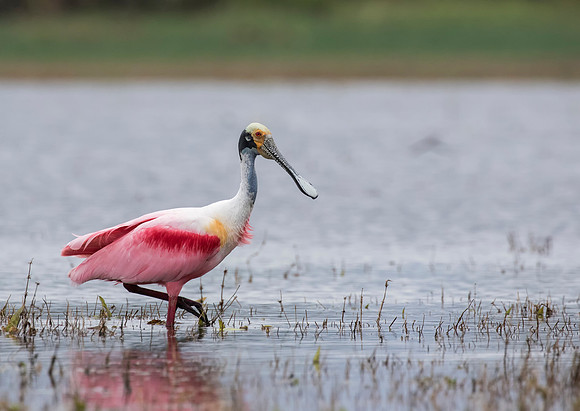 Roseate Spoonbill