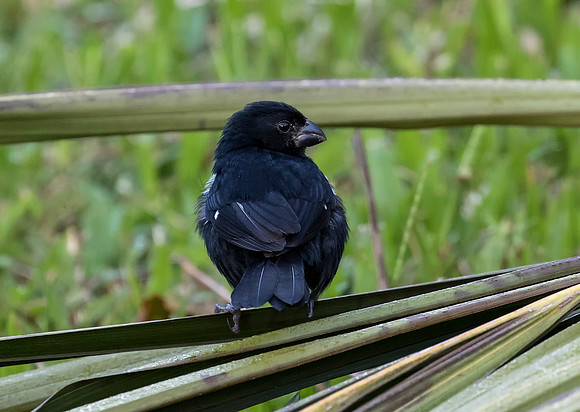 Thick Billed Seed Finch