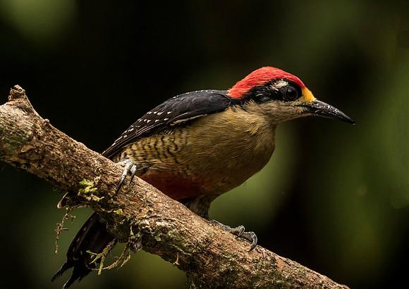 Black Cheeked Woodpecker