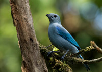 Blue Grey Tanager