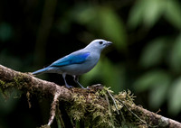 Blue Grey Tanager