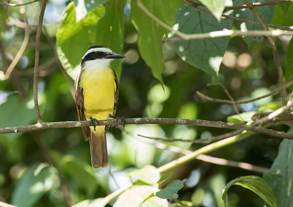 Great Kiskadee