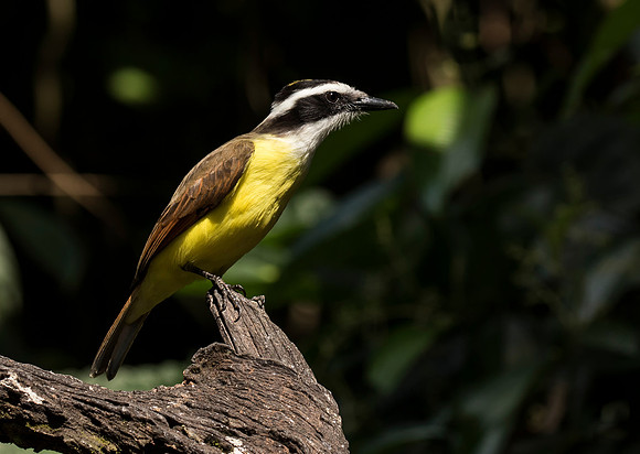 Great Kiskadee