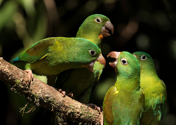 Orange Chinned Parakeets