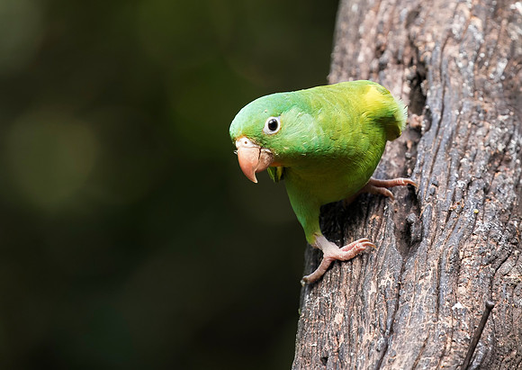 Orange Chinned Parakeet