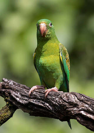 Orange Chinned Parakeet