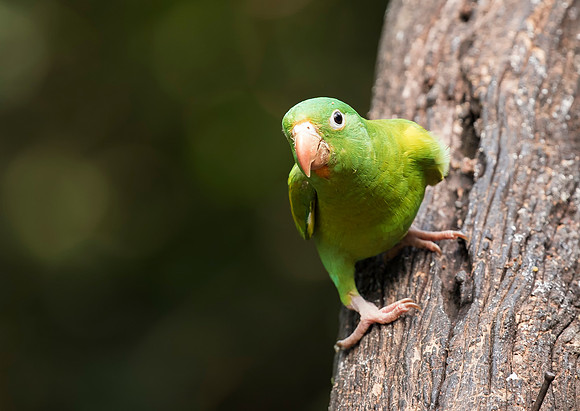 Orange Chinned Parakeet