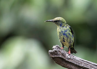 Red Legged Honeycreeper