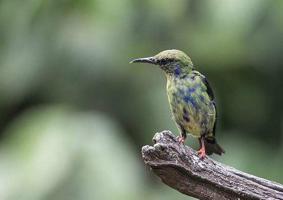 Red Legged Honeycreeper