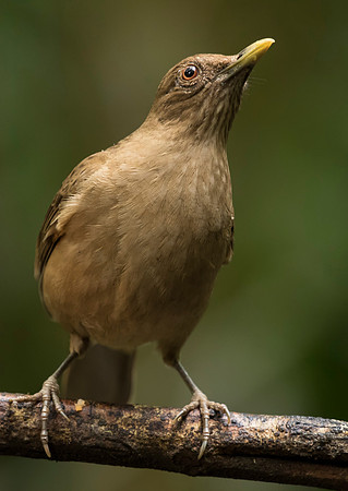 Clay Colured Thrush