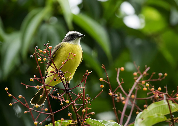 Great Kiskadee