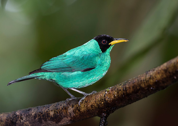 Green Honeycreeper