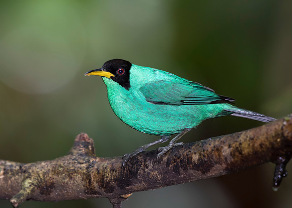 Green Honeycreeper