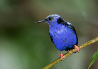 Red Legged Honeycreeper