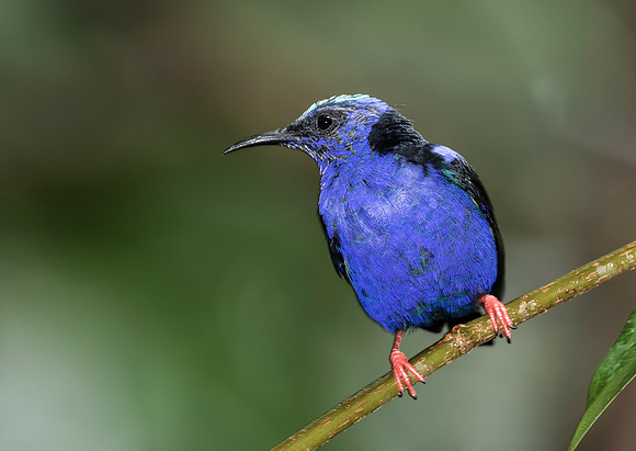 Red Legged Honeycreeper