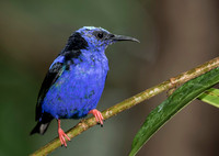 Red Legged Honeycreeper