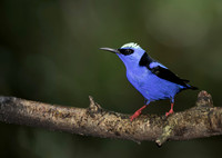 Red Legged Honeycreeper