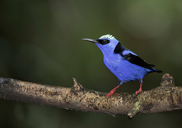 Red Legged Honeycreeper