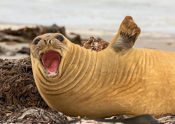 Elephant Seal