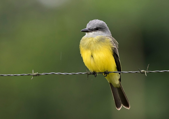 Tropical Kingbird