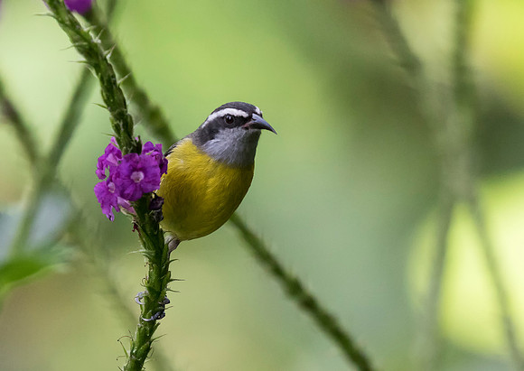 Bananaquit