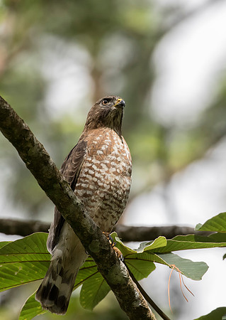 Broad Winged Hawk