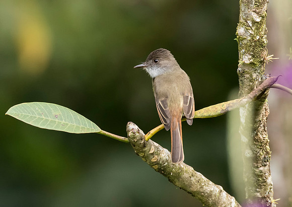 Dusky Capped Flycatcher