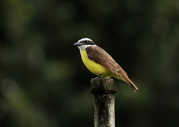 Great Kiskadee