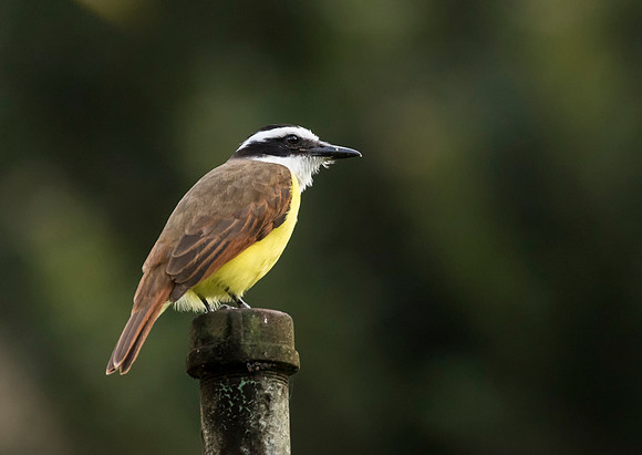Great Kiskadee
