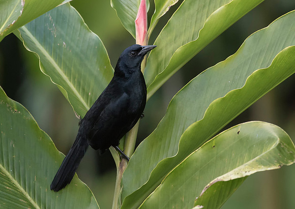 Melodious Blackbird
