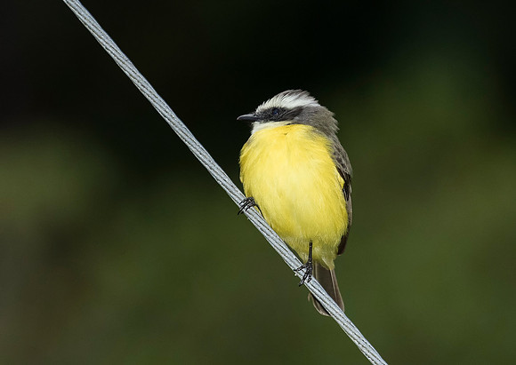 Social Flycatcher