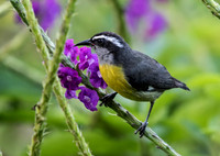 Bananaquit