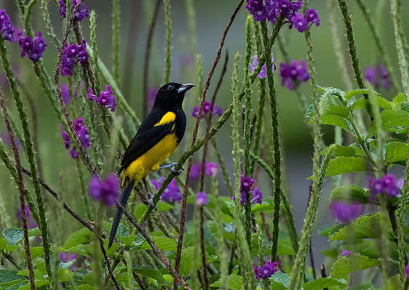 Black Cowled Oriole