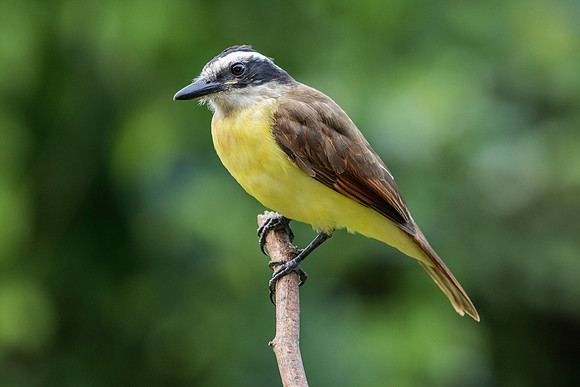 Great Kiskadee