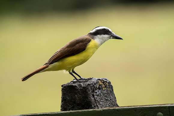Great Kiskadee