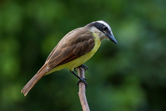 Great Kiskadee