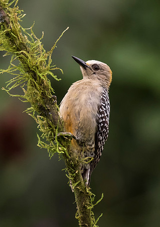 Hoffman's Woodpecker