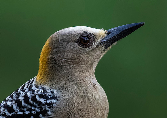 Hoffman's Woodpecker